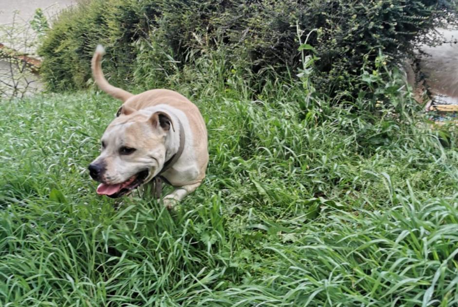 Discovery alert Dog Male Montmerle-sur-Saône France Discovery alert Dog Male Montmerle-sur-Saône France