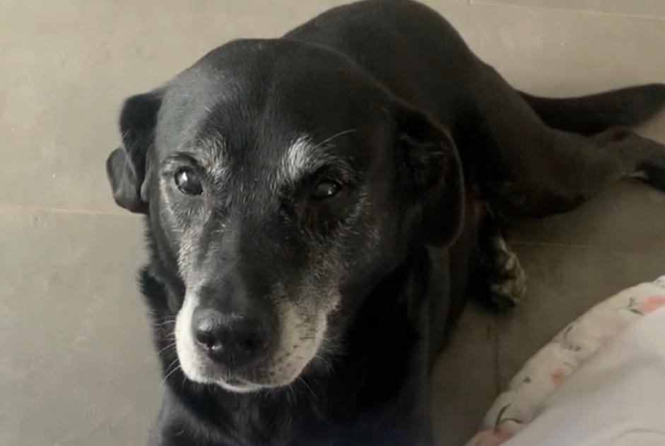 Disappearance alert Dog miscegenation Male , 14 years Massieux France Disappearance alert Dog miscegenation Male , 14 years Massieux France