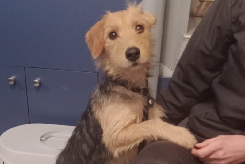 Discovery alert Dog miscegenation  Female Dompierre-sur-Veyle France