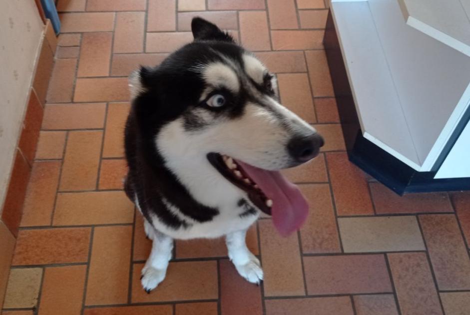 Alerta de Hallazgo Perro cruce  Hembra Béréziat Francia