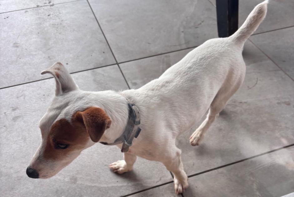 Alerta de Hallazgo Perro  Macho Saint-Étienne-sur-Chalaronne Francia