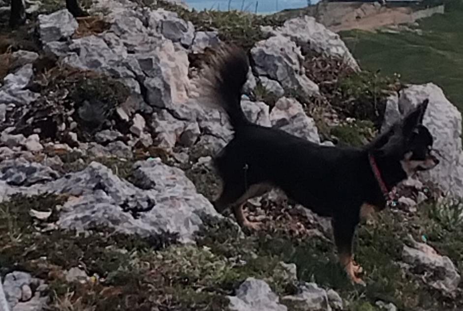 Alerte Disparition Chien Femelle , 2 ans Belleydoux France Alerte Disparition Chien Femelle , 2 ans Belleydoux France