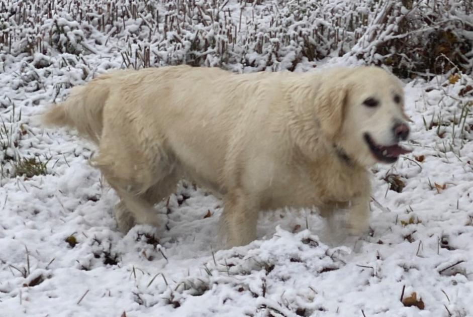 Alerte Disparition Chien Femelle , 11 ans Vandeins France Alerte Disparition Chien Femelle , 11 ans Vandeins France