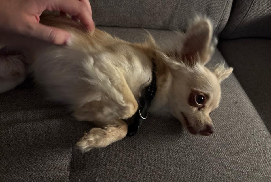 Alerte Découverte Chien Mâle Loyettes France Alerte Découverte Chien Mâle Loyettes France