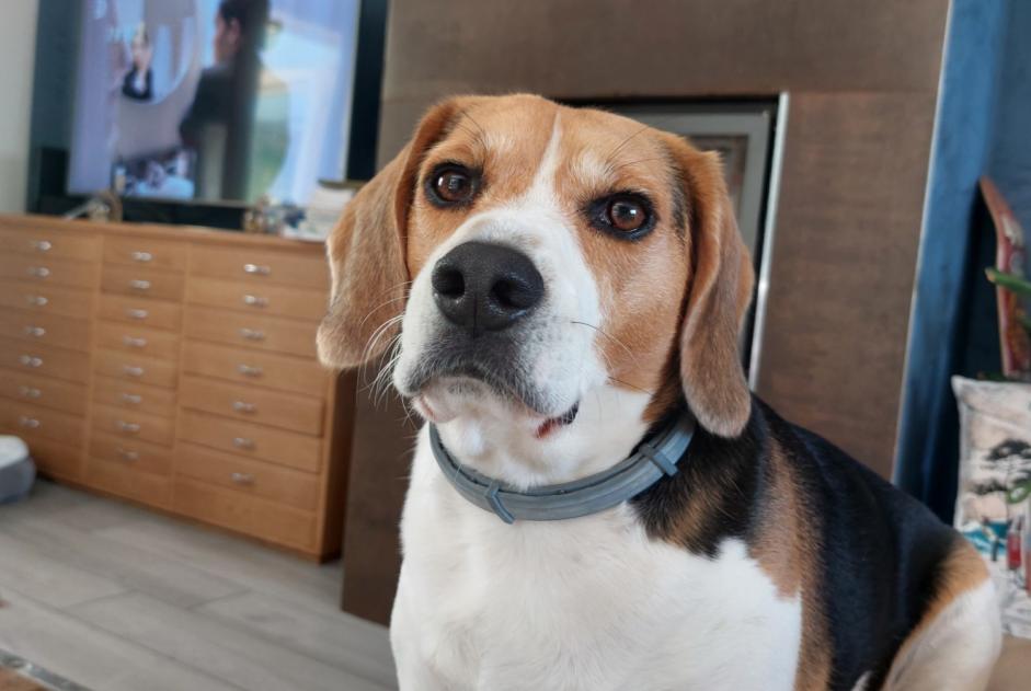 Avviso scomparsa Cane  Maschio , 4 anni Jujurieux Francia
