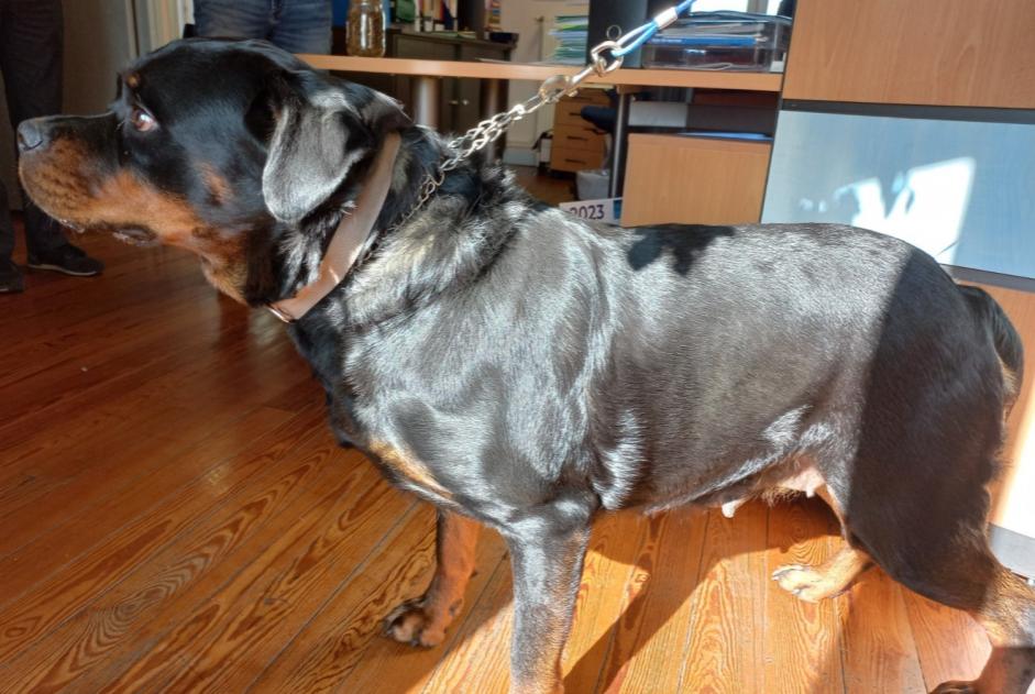 Avviso Ritrovamento Cane  Femmina Marlieux Francia