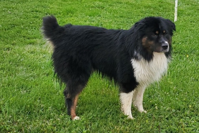 Avviso Ritrovamento Cane Maschio Val-Revermont Francia Avviso Ritrovamento Cane Maschio Val-Revermont Francia