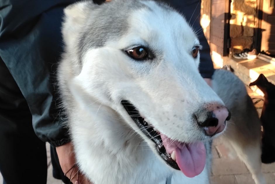 Avviso Ritrovamento Cane incrocio di razze  Femmina Massieux Francia