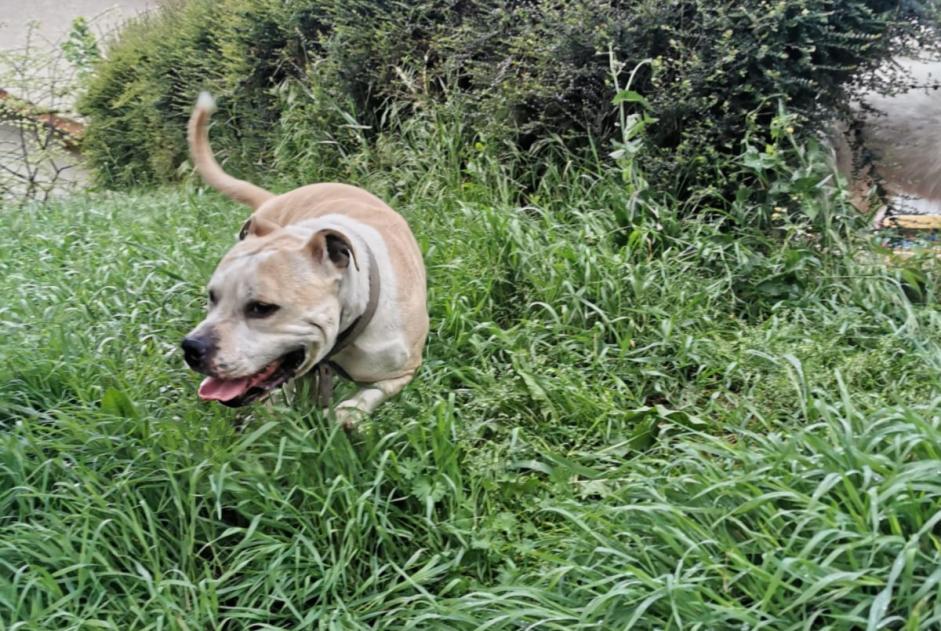 Ontdekkingsalarm Hond  Mannetje Montmerle-sur-Saône Frankrijk