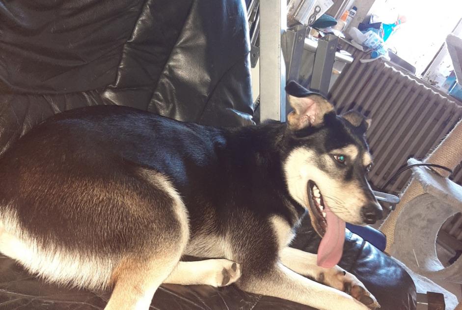 Ontdekkingsalarm Hond rassenvermenging  Mannetje Bresse Vallons Frankrijk