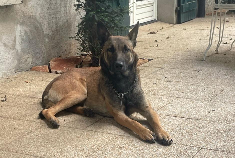 Verdwijningsalarm Hond  Mannetje , 5 jaar Saint-Trivier-sur-Moignans Frankrijk