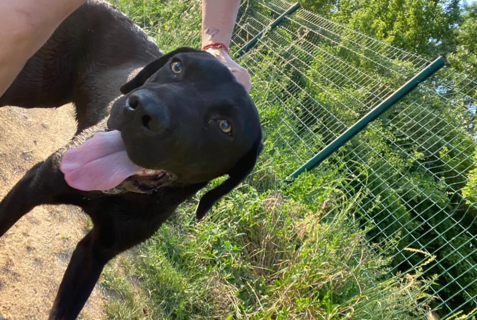 Alerta descoberta Cão cruzamento  Fêmea Reyrieux France