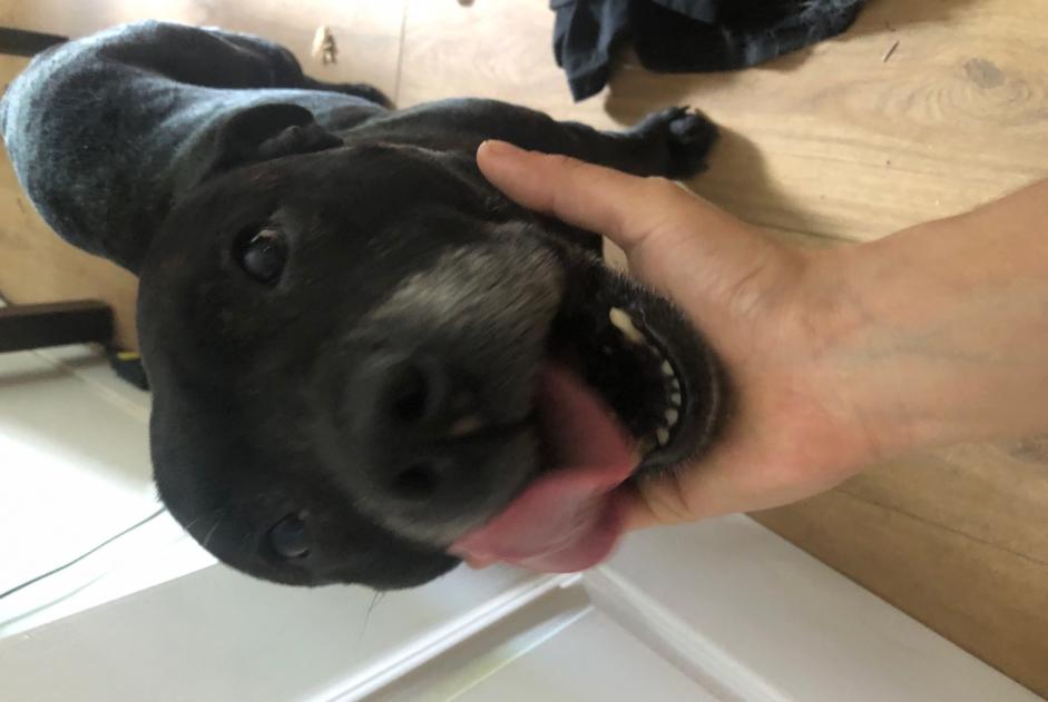 Alerta descoberta Cão cruzamento  Macho Ceyzérieu France