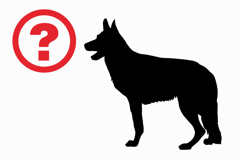 Vermisstmeldung Hund rassenmischung  Männliche , 1 jahre Ambérieu-en-Bugey Frankreich